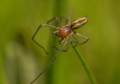 Cheiracanthium erraticum