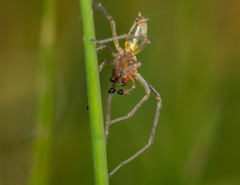 Cheiracanthium erraticum