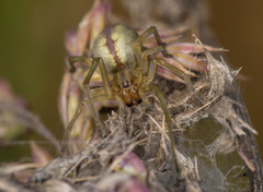 Cheiracanthium erraticum