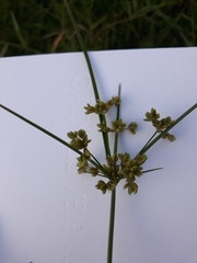 Cyperus