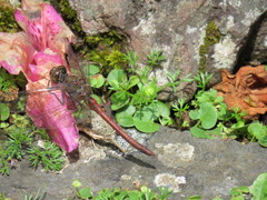 Sympetrum nigrifemur