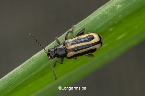 Alligatorweed Flea Beetle