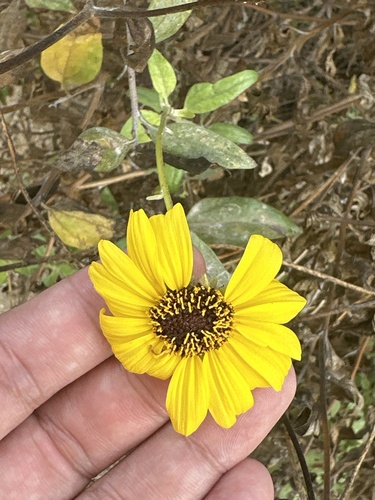 iNaturalist observation photo of California brittlebush