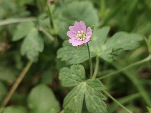 Nepal Geranium