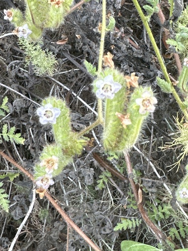 iNaturalist observation photo of branching phacelia