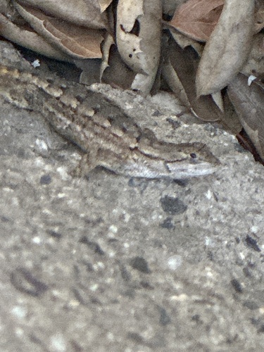 iNaturalist observation photo of Western Fence Lizard