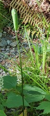 Lilieae