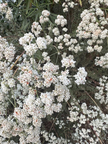 iNaturalist observation photo of California Buckwheat