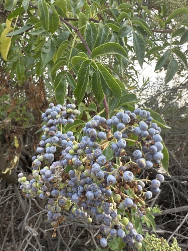 iNaturalist observation photo of blue elder