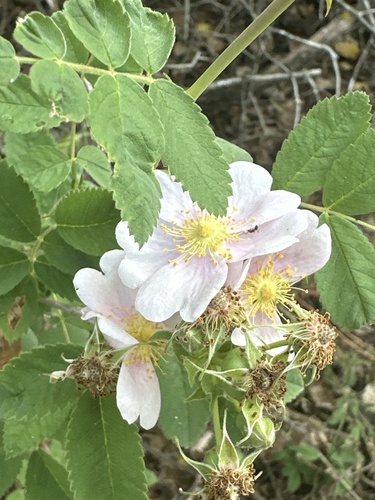 iNaturalist observation photo of California Wild Rose