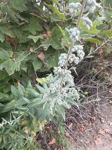 iNaturalist observation photo of California mugwort