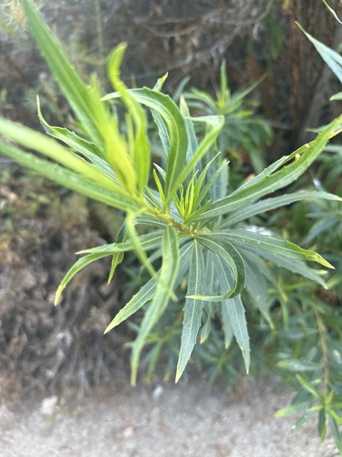 iNaturalist observation photo of mule fat