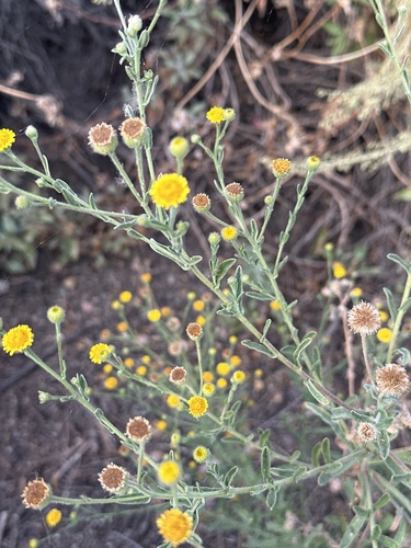 iNaturalist observation photo of Spanish False Fleabane