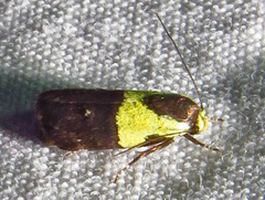 Rectiostoma xanthobasis