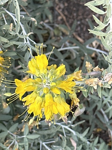 iNaturalist observation photo of Bladderpod