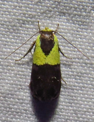 Rectiostoma xanthobasis