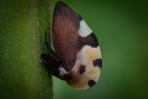 Mexican Treehopper