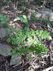 Pellaea pteroides
