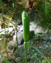 Lilieae