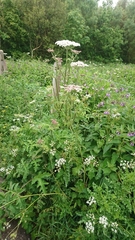 Heracleum sphondylium sphondylium