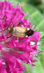 Closterotomus annulus