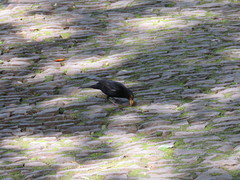 Turdus merula cabrerae