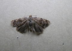 Olethreutes astrologana