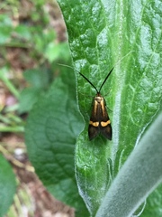Nemophora degeerella