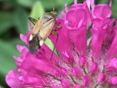 Closterotomus annulus