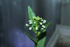 Thlaspi arvense