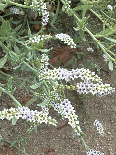 iNaturalist observation photo of alkali heliotrope