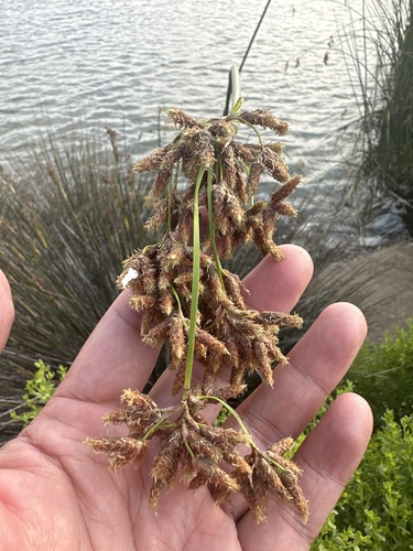 iNaturalist observation photo of California bulrush