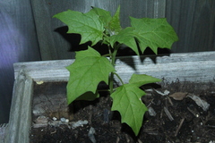 Datura stramonium