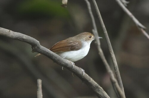 White-chested Babbler (Pellorneum rostratum), photo 10