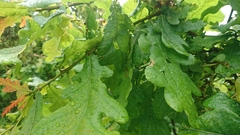 Quercus × rosacea