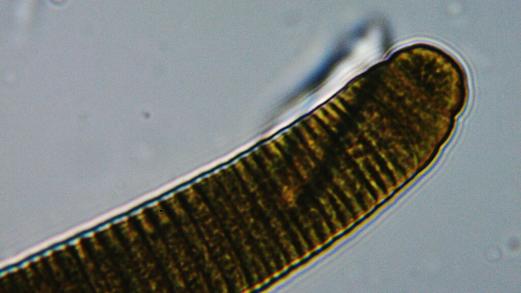 Oscillatoria margaritifera