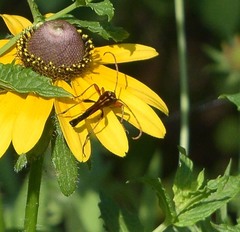 Strangalia virilis