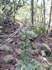Diospyros glabra