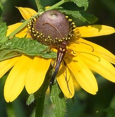 Strangalia virilis
