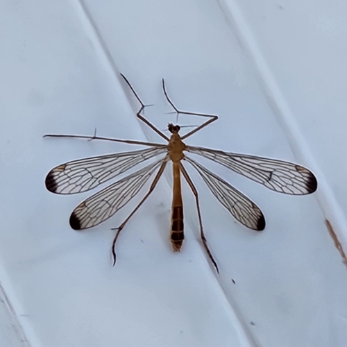 Black-tipped Hangingfly photo 5