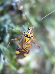 Rhabdomiris striatellus