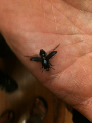 Lucanidae