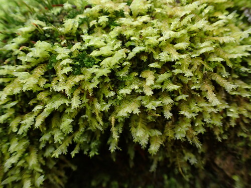 Plagiochila colensoi