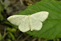 Scopula floslactata