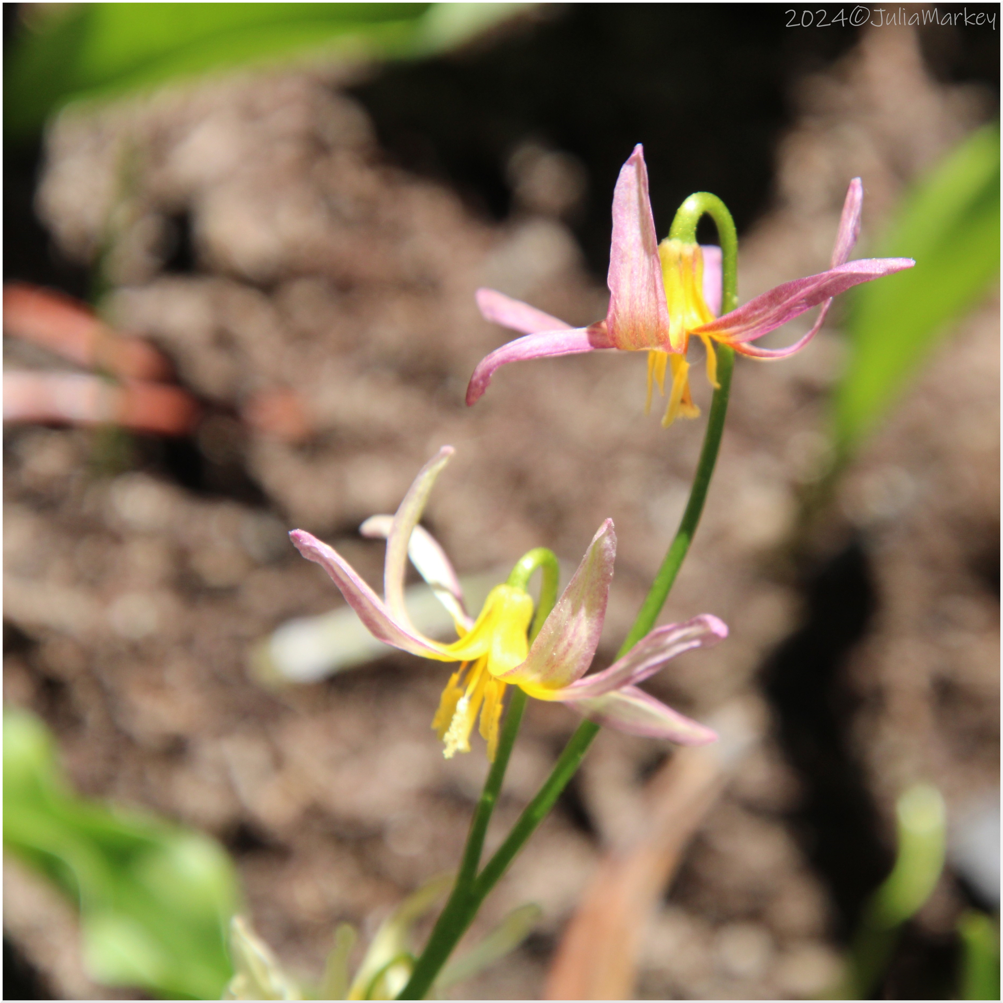 Erythronium purpurascens