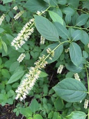 Itea