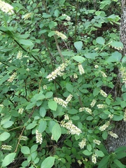 Itea
