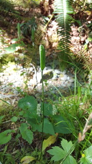 Lilieae