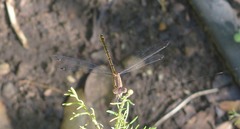 Lestes australis