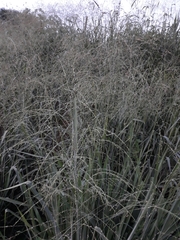 Poaceae